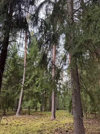 Prodej lesa, Všemyslice, 12022 m2