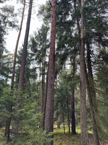 Prodej lesa, Všemyslice, 12022 m2