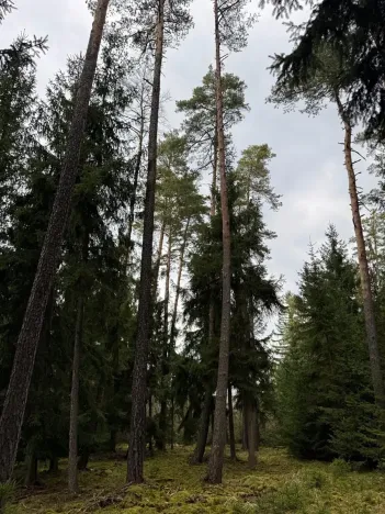 Prodej lesa, Všemyslice, 12022 m2