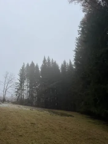 Prodej lesa, Vacov, 24200 m2