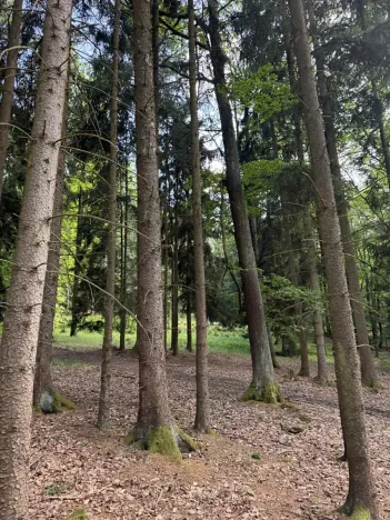 Prodej lesa, Hradiště, 4597 m2