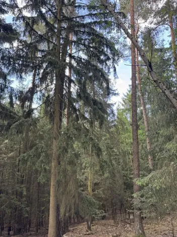 Prodej lesa, Hradiště, 4597 m2