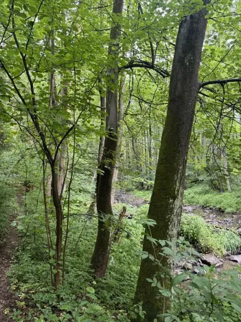 Prodej lesa, Běstvina, 1370 m2