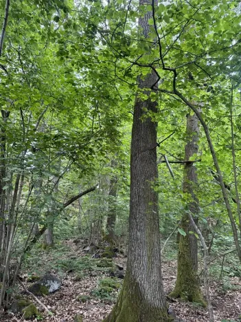 Prodej lesa, Čížkov, 10503 m2