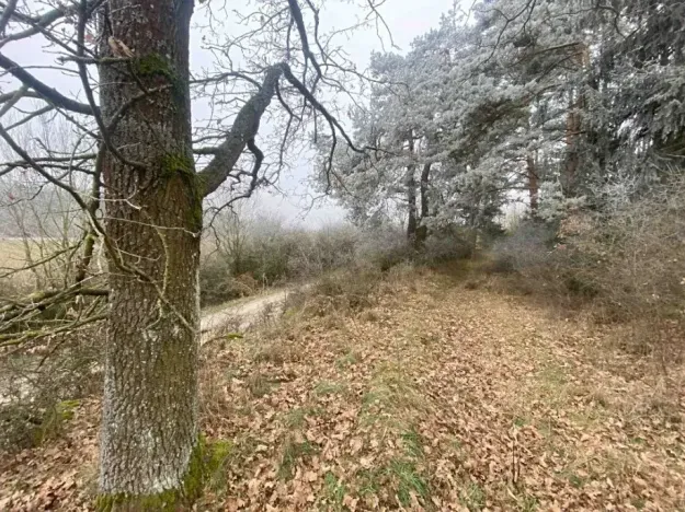 Dražba pole, Slatina, 13059 m2