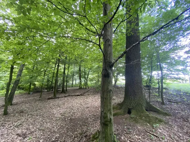 Prodej lesa, Olbramice, 2070 m2