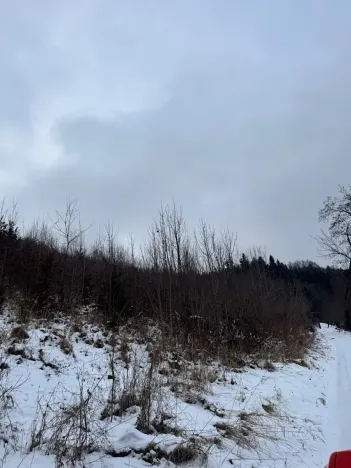 Prodej lesa, Malá Bystřice, 43476 m2