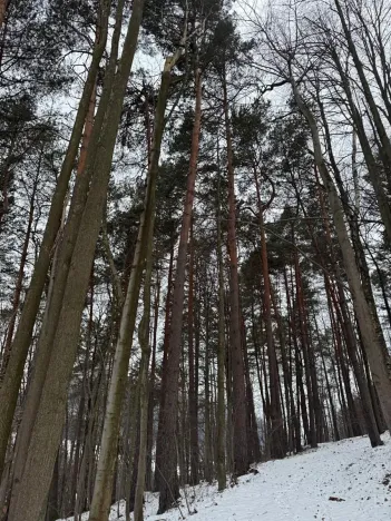 Prodej lesa, Malá Bystřice, 43476 m2