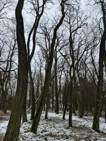 Prodej podílu lesa, Černěves, 892 m2