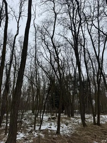 Prodej podílu lesa, Černěves, 892 m2