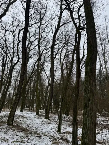 Prodej podílu lesa, Černěves, 892 m2