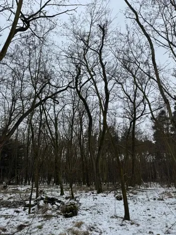 Prodej podílu lesa, Černěves, 892 m2