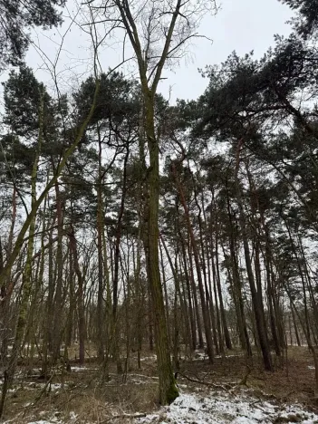 Prodej podílu lesa, Černěves, 892 m2