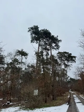 Prodej podílu lesa, Černěves, 2638 m2