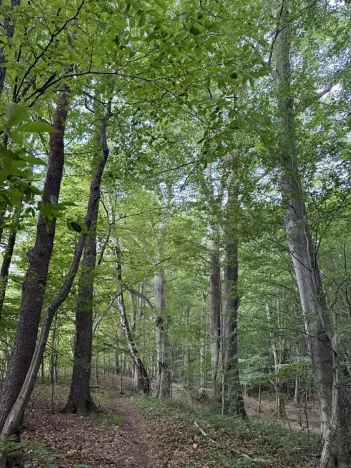 Prodej lesa, Frýdlant nad Ostravicí, 27036 m2
