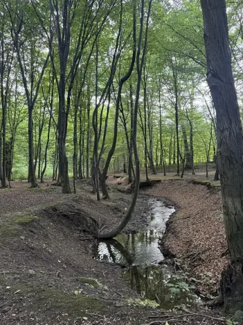 Prodej lesa, Frýdlant nad Ostravicí, 27036 m2