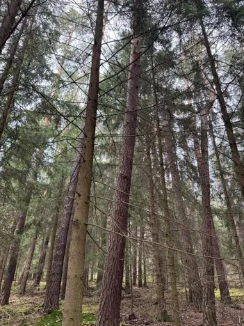Prodej lesa, Všemyslice, 12022 m2