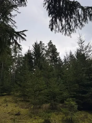 Prodej lesa, Všemyslice, 12022 m2