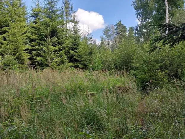 Prodej lesa, Horní Pěna, 3291 m2