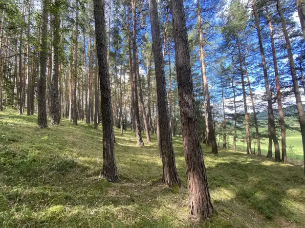 Prodej lesa, Pěčnov, 993 m2