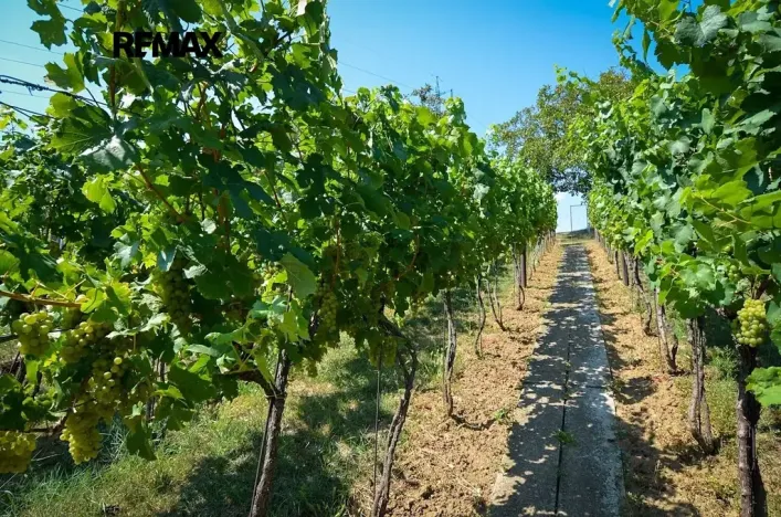 Prodej vinného sklepa, Tvrdonice, 46 m2