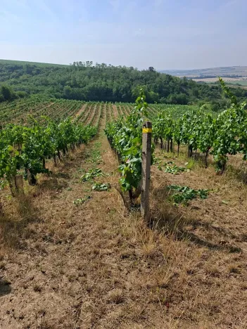 Prodej sadu/vinice, Hustopeče, 13000 m2