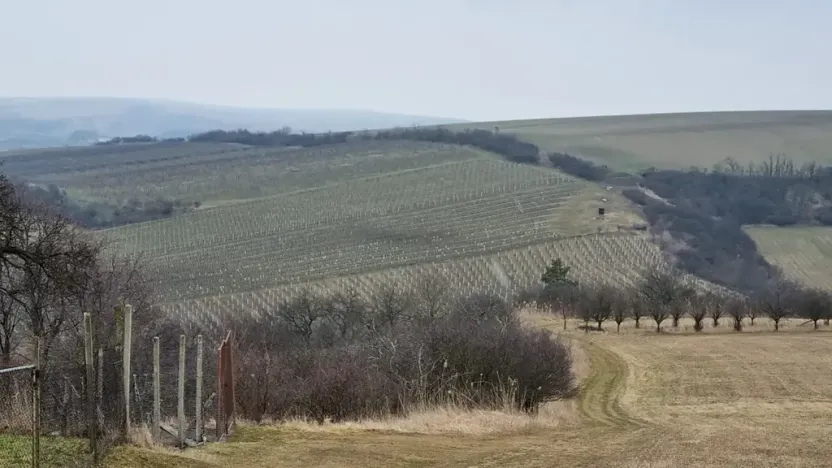 Prodej sadu/vinice, Velké Němčice, 90000 m2