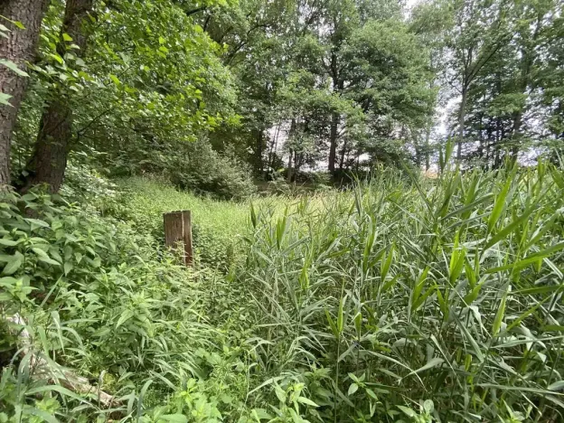 Prodej louky, Nové Hrady - Štiptoň, 4246 m2