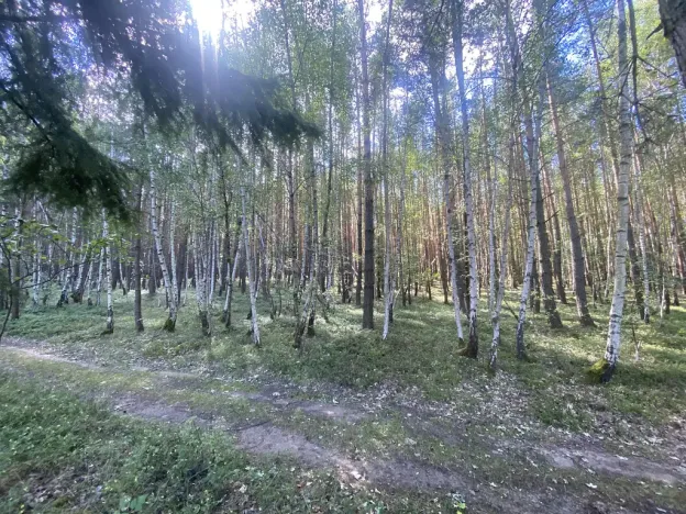 Prodej lesa, Chlumany, 4406 m2