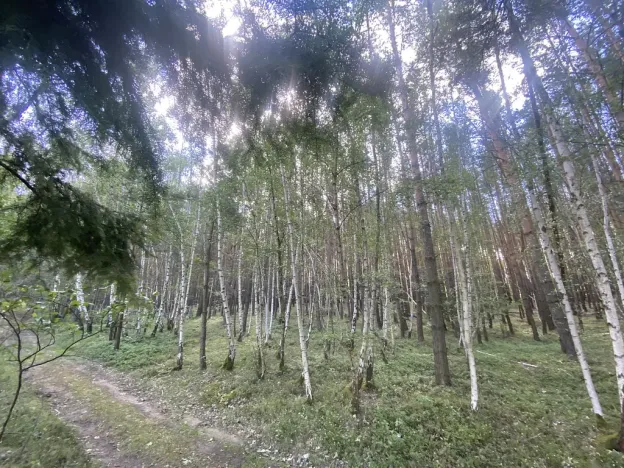 Prodej lesa, Chlumany, 4406 m2