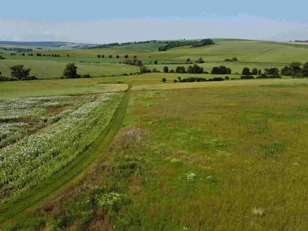 Dražba louky, Bučovice, 3134 m2