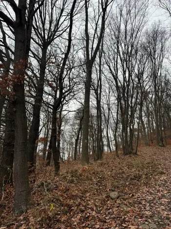 Prodej lesa, Ústí nad Labem, 36788 m2
