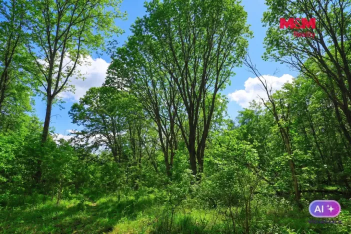 Prodej lesa, Snědovice - Střížovice, 2037 m2