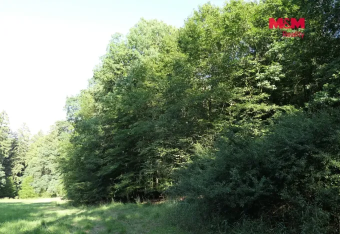 Prodej lesa, Chyňava - Lhotka u Berouna, 7138 m2