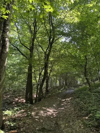 Prodej lesa, Petřvald, 5120 m2