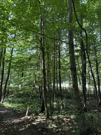 Prodej lesa, Petřvald, 5120 m2