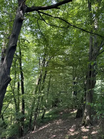 Prodej lesa, Petřvald, 11962 m2
