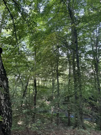 Prodej lesa, Petřvald, 11962 m2