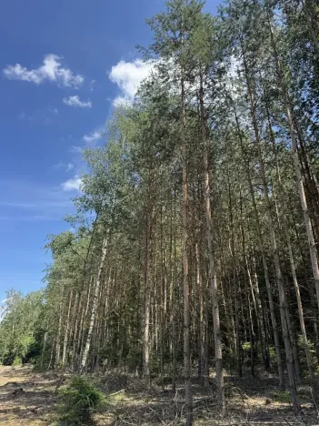 Prodej podílu lesa, Zádolí, 12979 m2