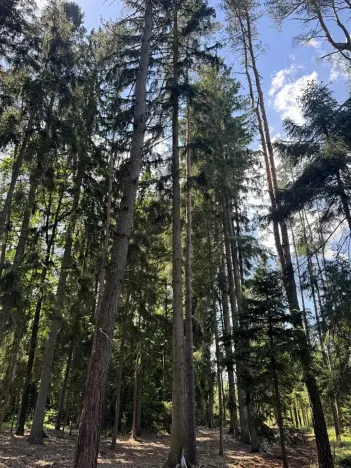Prodej podílu lesa, Zádolí, 12979 m2
