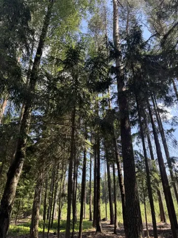 Prodej podílu lesa, Zádolí, 12979 m2