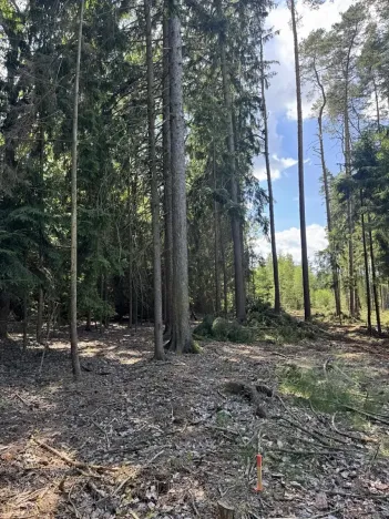 Prodej podílu lesa, Zádolí, 12979 m2