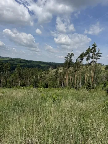 Prodej lesa, Chlum, 5098 m2