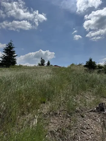 Prodej lesa, Chlum, 5098 m2