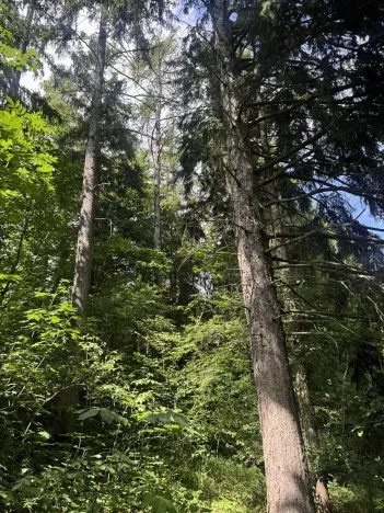 Prodej lesa, Kněžnice, 6851 m2