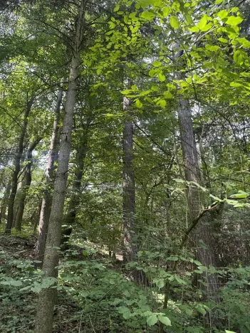 Prodej lesa, Kněžnice, 6851 m2