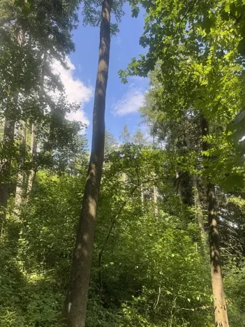 Prodej lesa, Kněžnice, 4780 m2