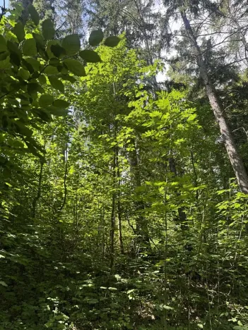 Prodej lesa, Kněžnice, 4780 m2