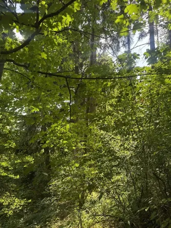 Prodej lesa, Kněžnice, 4780 m2