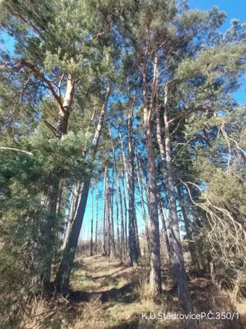 Prodej lesa, Čáslavsko, 1259 m2